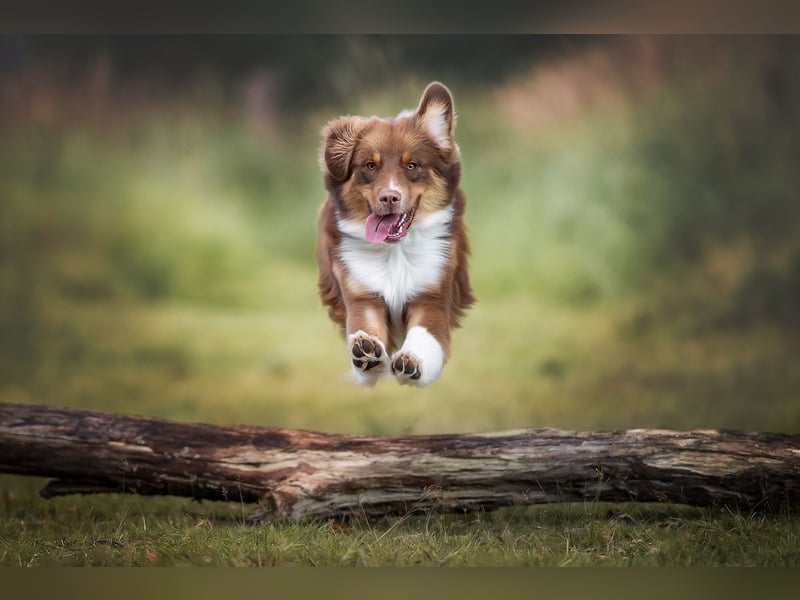 Australian Shepherd sucht Zuhause mit Erfahrung