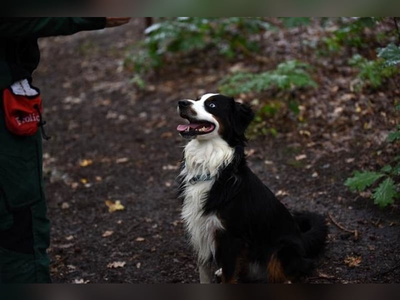 Baily, Mini Aussie, geb. 2023, freundliche Sportskanone