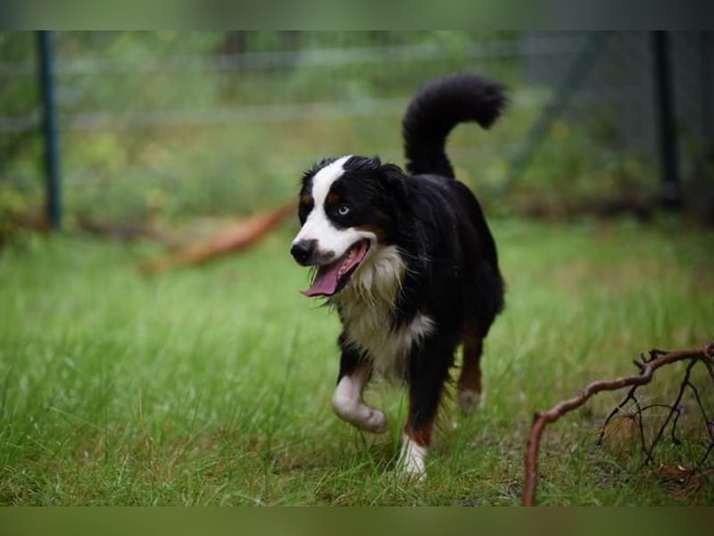 Baily, Mini Aussie, geb. 2023, freundliche Sportskanone