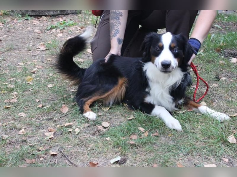 Baily, Mini Aussie, geb. 2023, freundliche Sportskanone