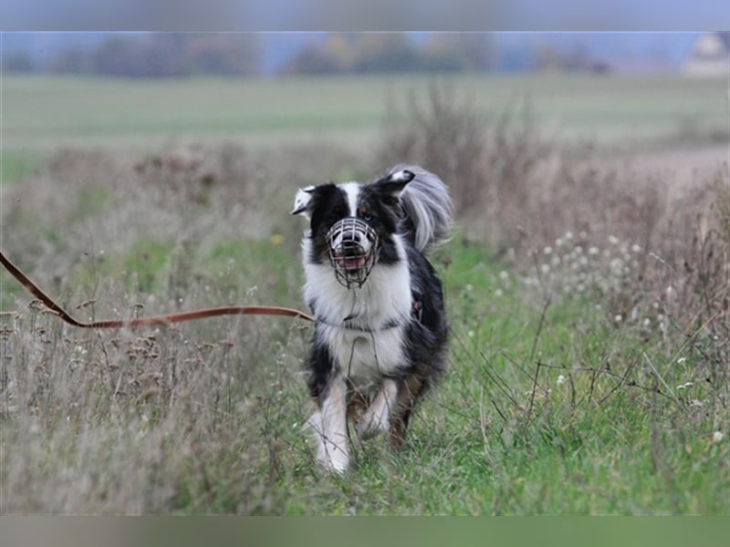 Balou, Australien-Shepherd, geb. 2011, sucht hundeerfahrene Familie, sportliche Leute