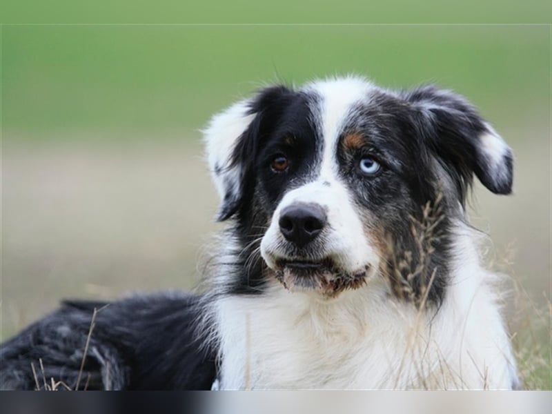 Balou, Australien-Shepherd, geb. 2011, sucht hundeerfahrene Familie, sportliche Leute
