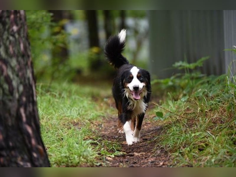 Baily, Mini Aussie, geb. 2023, freundliche Sportskanone