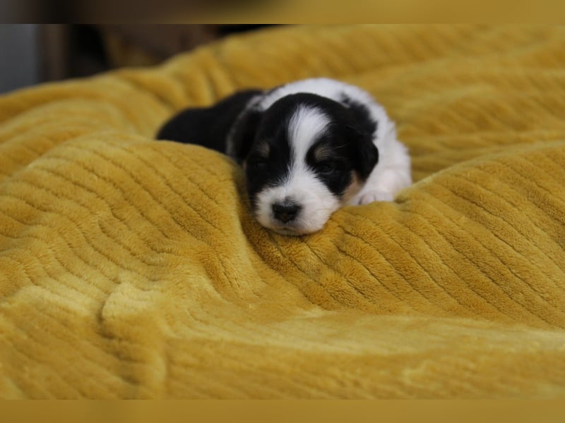 Australian Shepherd Welpen