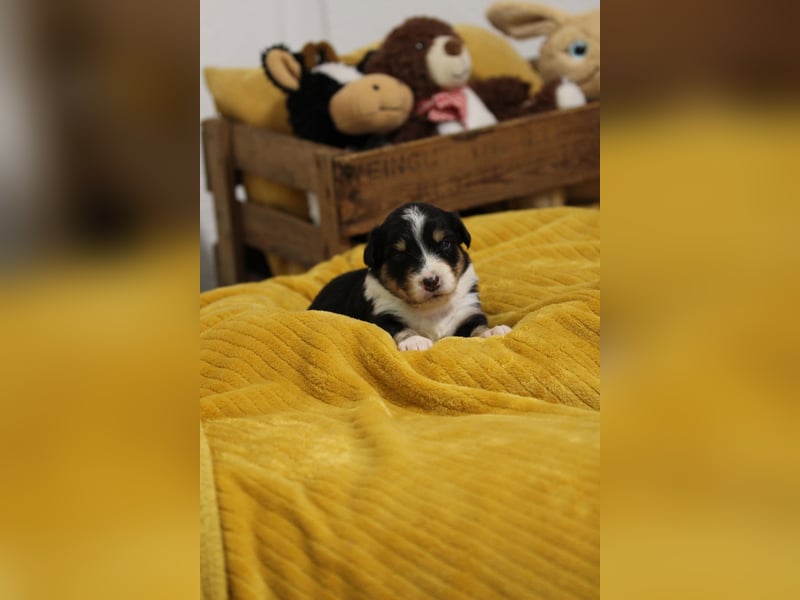 Australian Shepherd Welpen