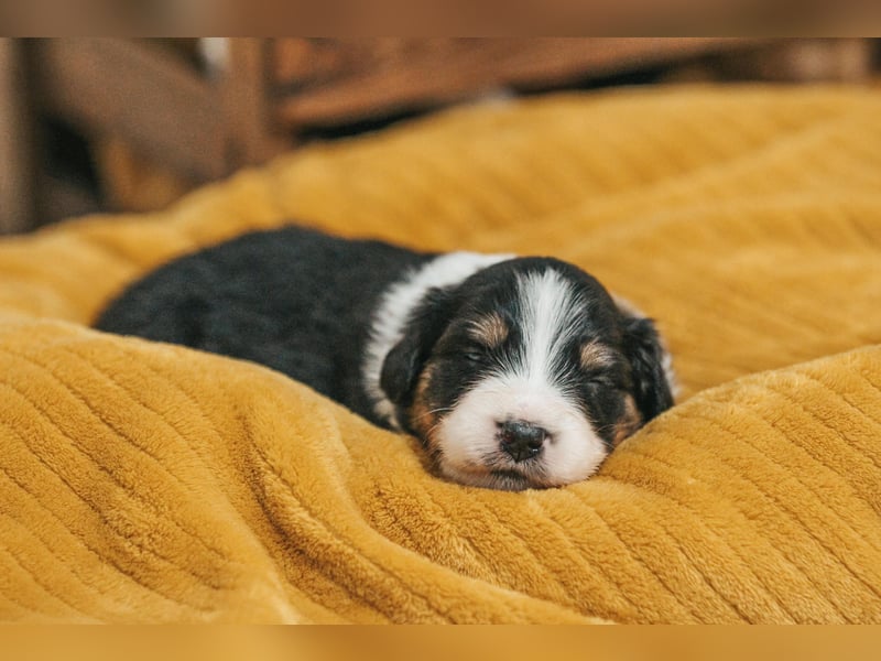 Australian Shepherd Welpen