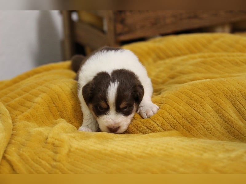 Australian Shepherd Welpen