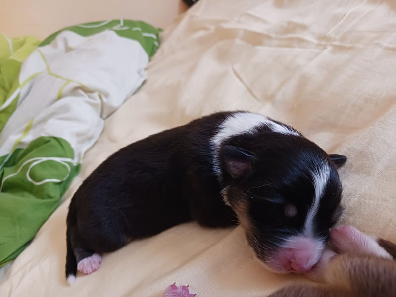 Australischer Schäferhund