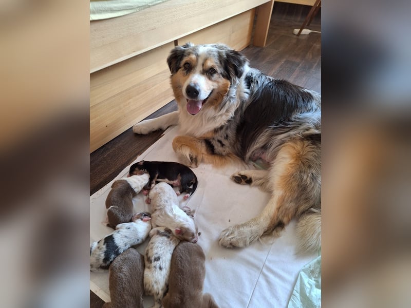 Australischer Schäferhund