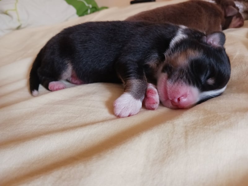 Australischer Schäferhund