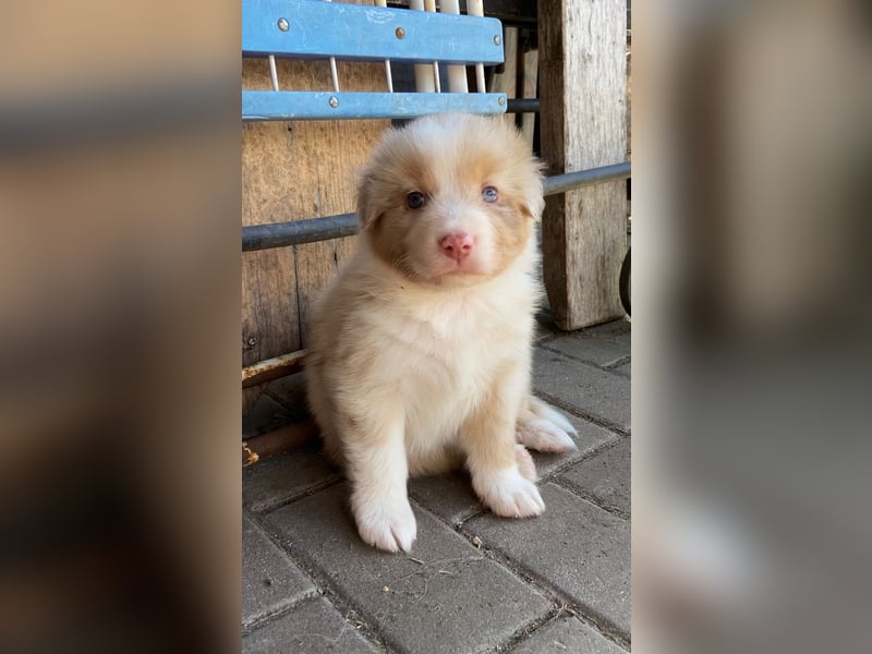 Knuddelige Australian Shepherd Welpen suchen Stellung für's Leben