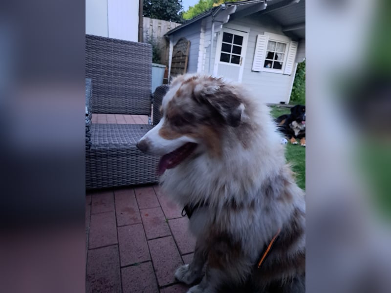 Deckrüde Australien Shepherd, 3,5 Jahre