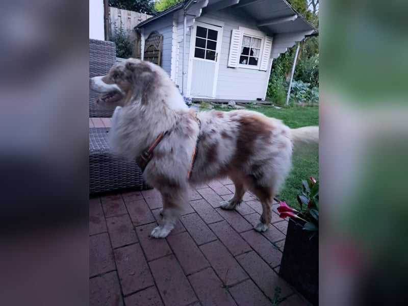 Deckrüde Australien Shepherd, 3,5 Jahre