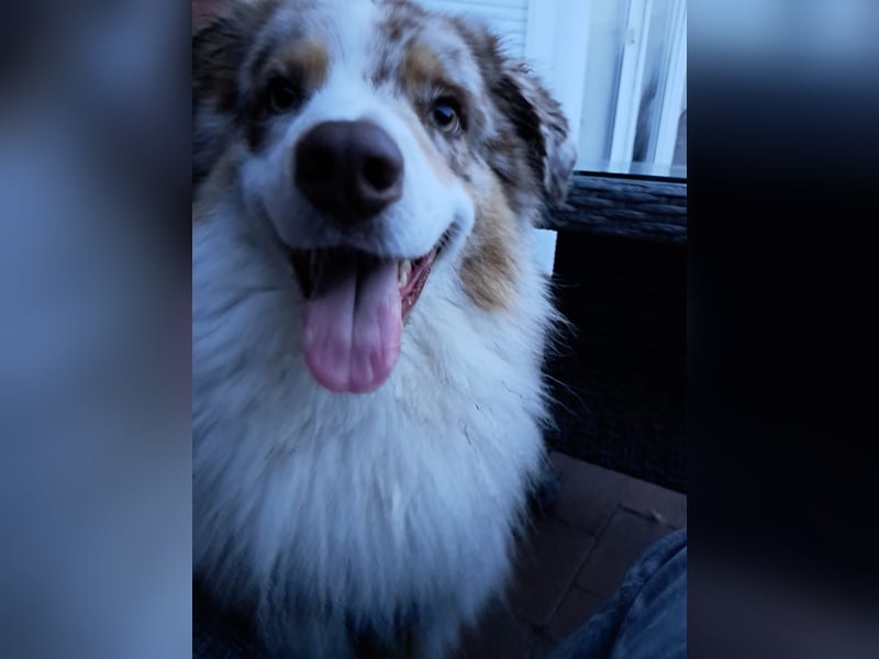 Deckrüde Australien Shepherd, 3,5 Jahre