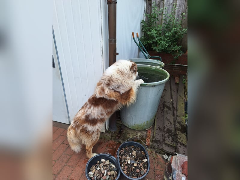 Deckrüde Australien Shepherd, 3,5 Jahre