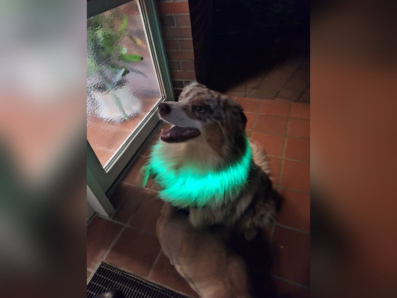 Deckrüde Australien Shepherd, 3,5 Jahre