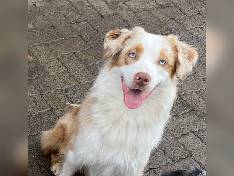 Australian Shepherd Deckrüde
