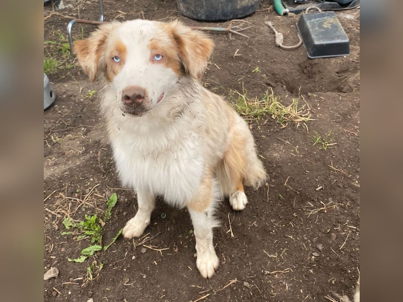 Australian Shepherd Deckrüde