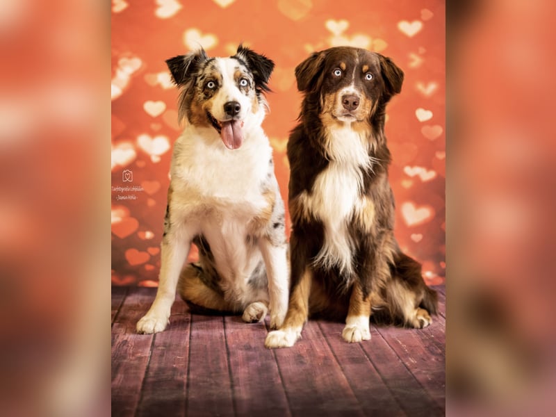 Australian Shepherd Deckrüde