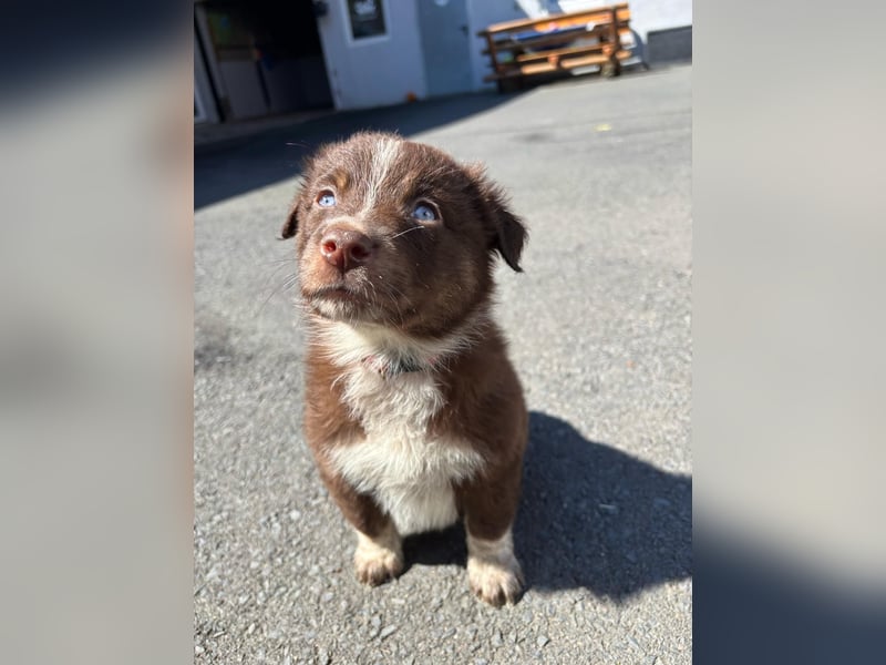 Australian shepherd ab 1 Mai Abgabe  mit Ahnentafel