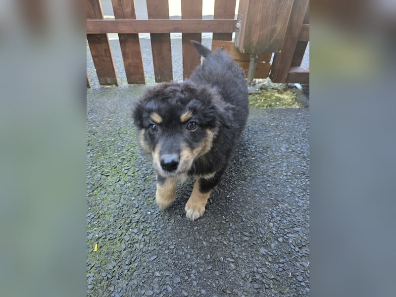Australian shepherd ab sofort Abgabe  die letzten 3