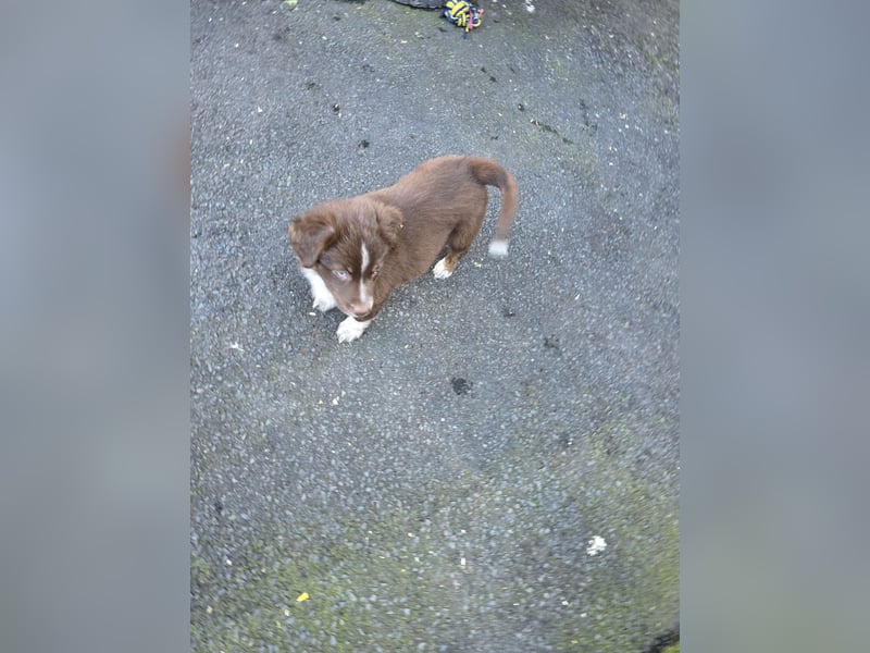 Australian shepherd ab sofort Abgabe  die letzten 3