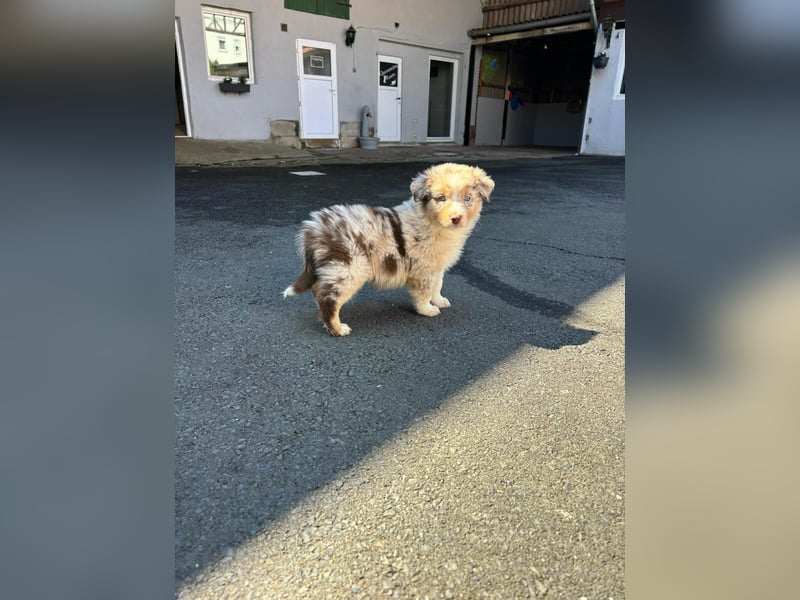 Australian shepherd ab 1 Mai Abgabe  mit Ahnentafel