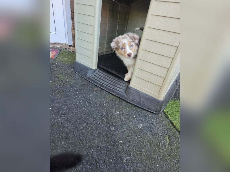 Australian shepherd ab sofort Abgabe  die letzten 3