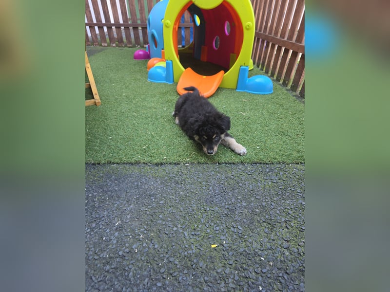 Australian shepherd ab sofort Abgabe  die letzten 3