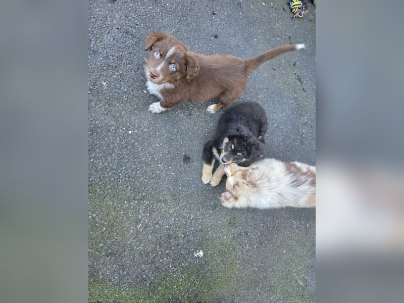 Australian shepherd ab sofort Abgabe  die letzten 3