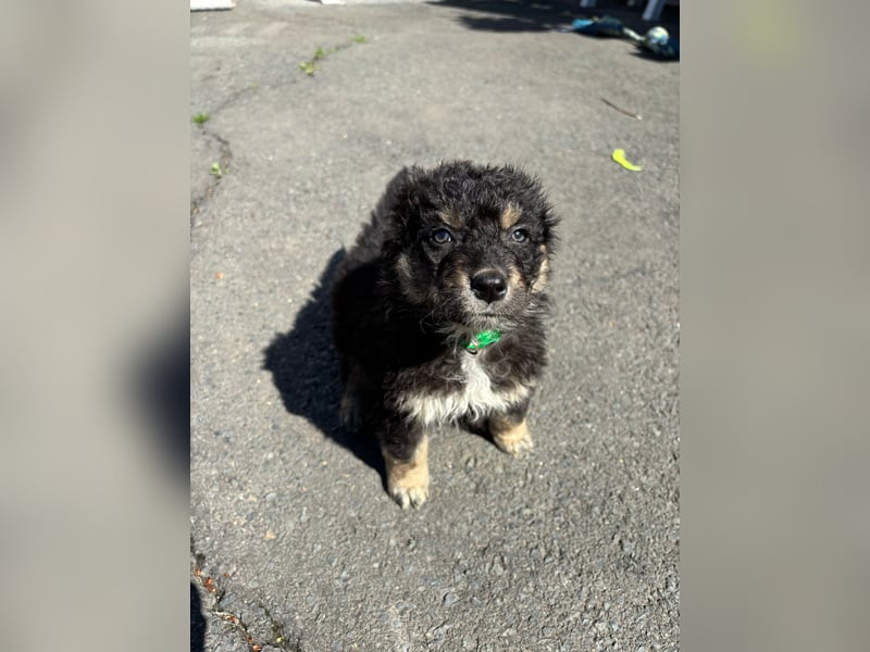 Australian shepherd ab 1 Mai Abgabe  mit Ahnentafel