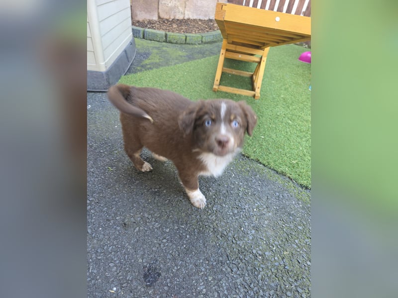 Australian shepherd ab sofort Abgabe  die letzten 3
