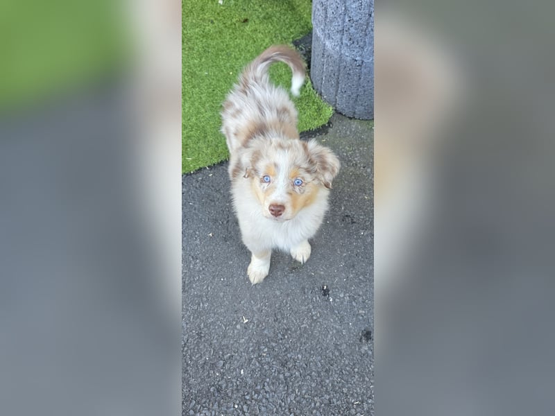 Australian shepherd ab sofort Abgabe  die letzten 3