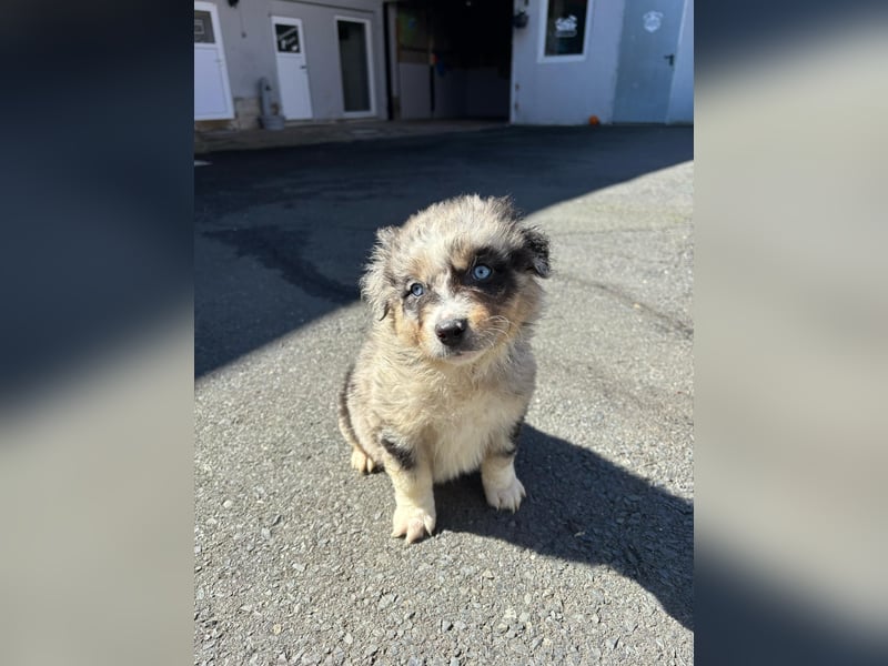 Australian shepherd ab 1 Mai Abgabe  mit Ahnentafel