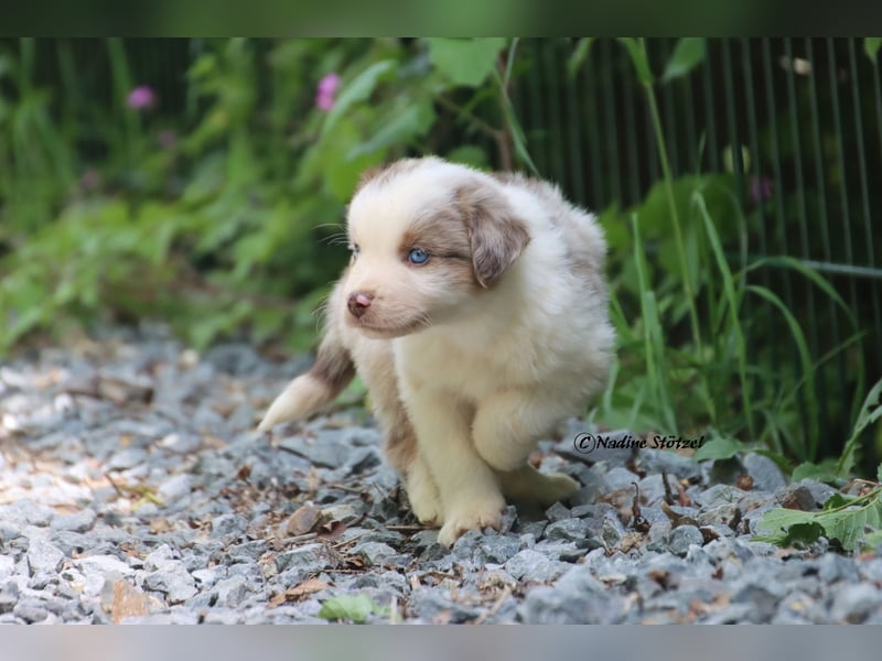 Bildschöner kleiner red merle Australian Shepherd Rüde mit blauen Augen