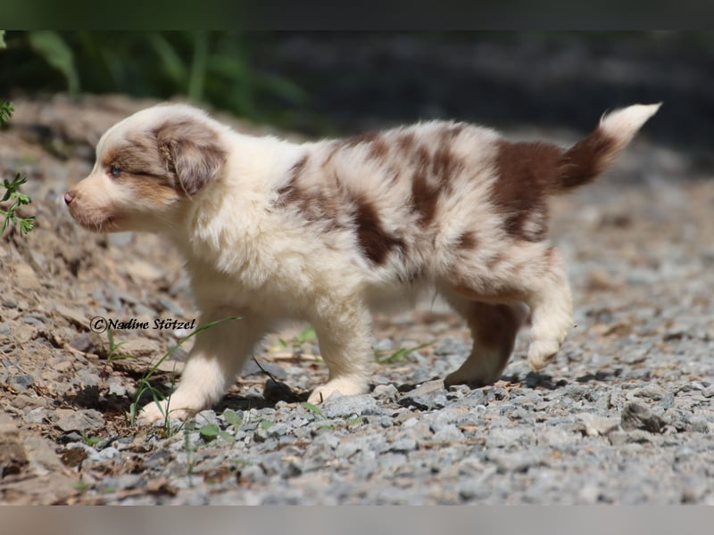 Bildschöner kleiner red merle Australian Shepherd Rüde mit blauen Augen