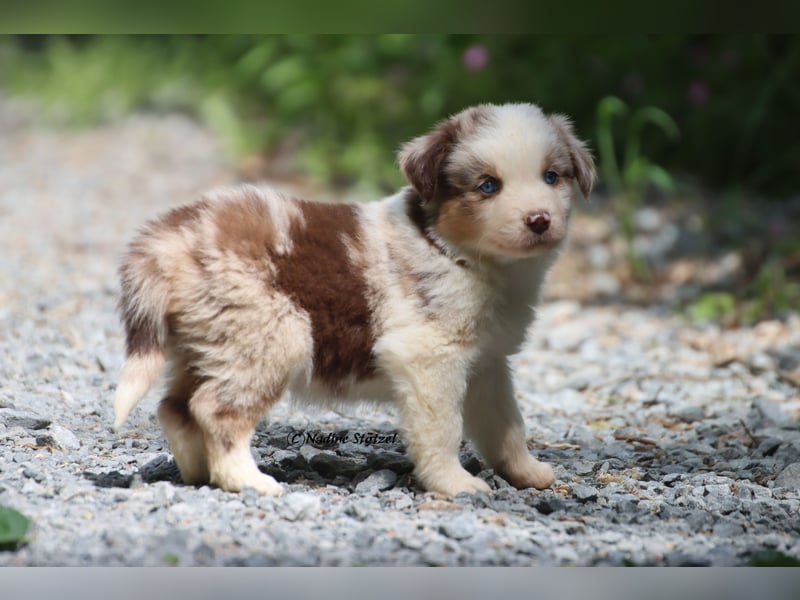 Bildschöner kleiner red merle Australian Shepherd Rüde mit blauen Augen