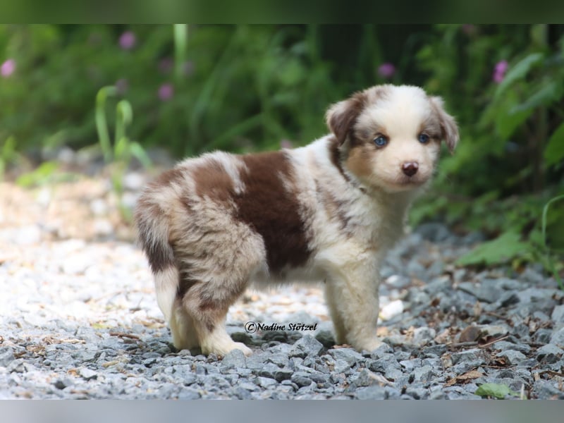 Bildschöner kleiner red merle Australian Shepherd Rüde mit blauen Augen