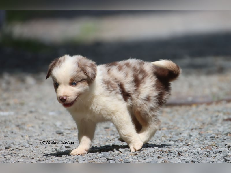 Bildschöner kleiner red merle Australian Shepherd Rüde mit blauen Augen