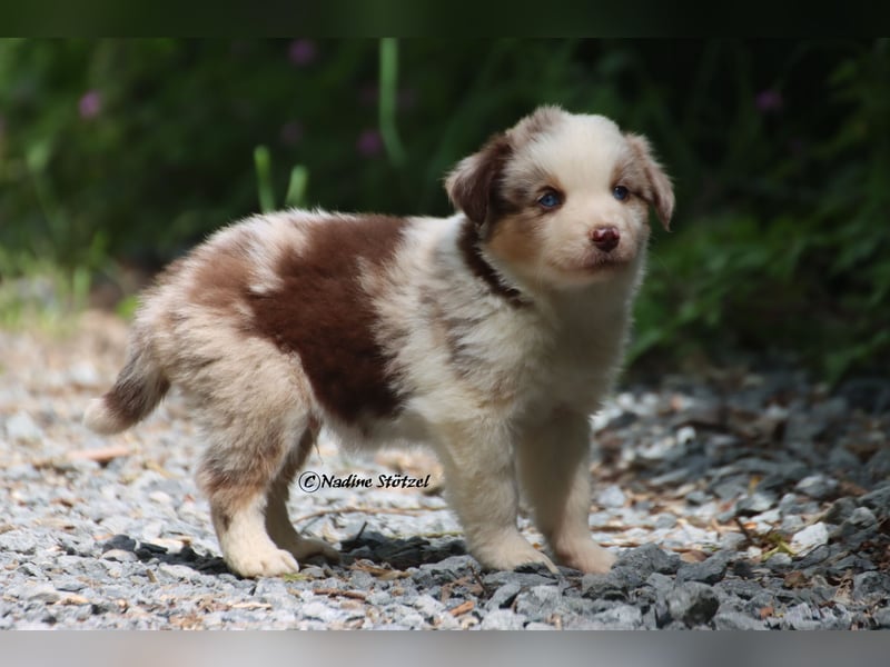 Bildschöner kleiner red merle Australian Shepherd Rüde mit blauen Augen