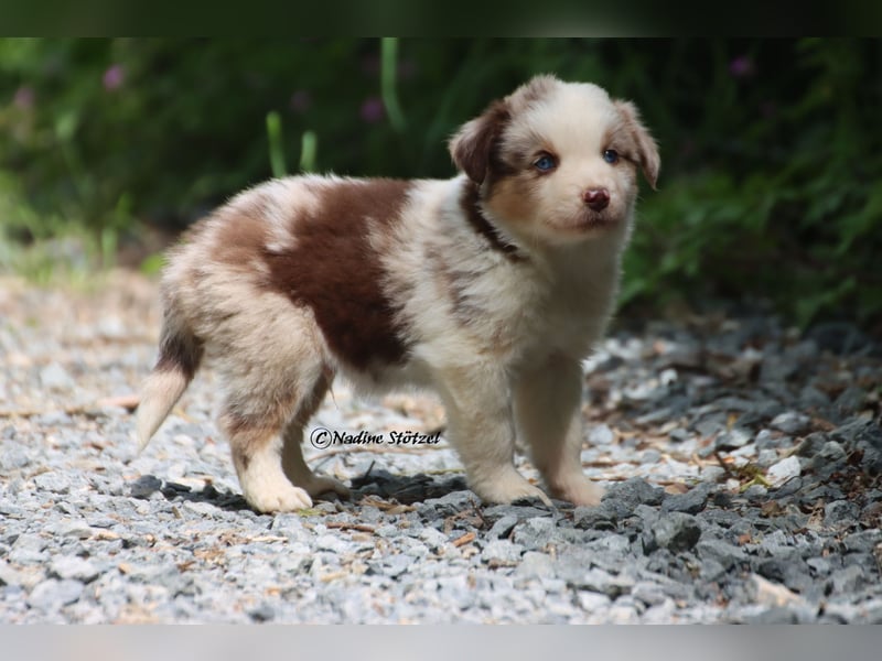 Bildschöner kleiner red merle Australian Shepherd Rüde mit blauen Augen