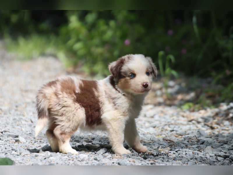 Bildschöner kleiner red merle Australian Shepherd Rüde mit blauen Augen