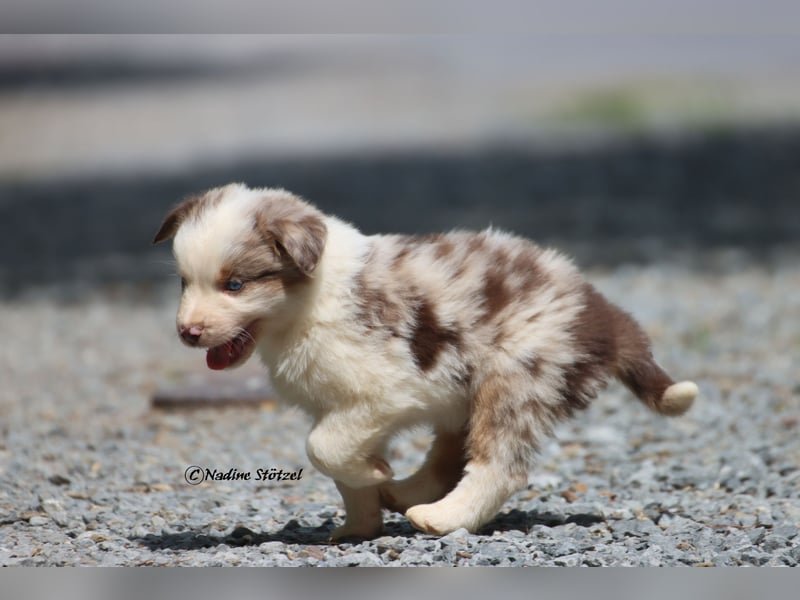 Bildschöner kleiner red merle Australian Shepherd Rüde mit blauen Augen