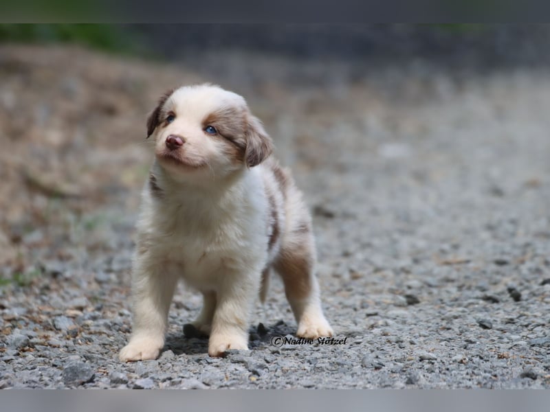 Bildschöner kleiner red merle Australian Shepherd Rüde mit blauen Augen