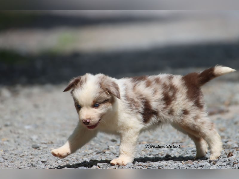 Bildschöner kleiner red merle Australian Shepherd Rüde mit blauen Augen