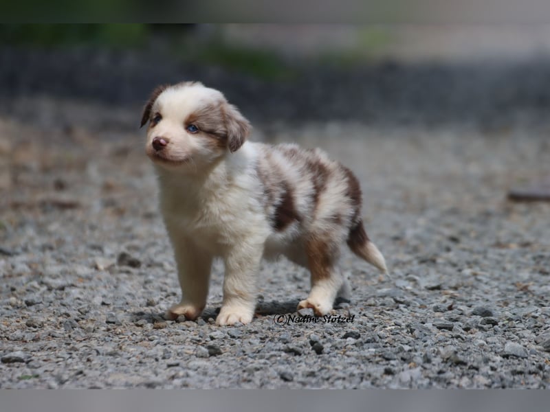 Bildschöner kleiner red merle Australian Shepherd Rüde mit blauen Augen