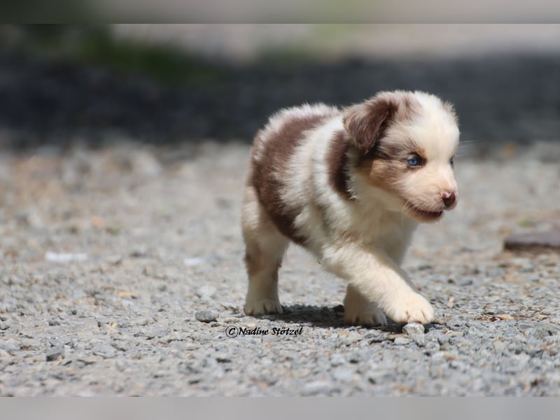 Bildschöner kleiner red merle Australian Shepherd Rüde mit blauen Augen