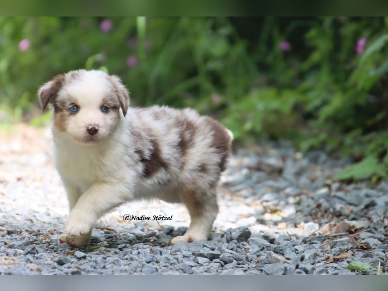 Bildschöner kleiner red merle Australian Shepherd Rüde mit blauen Augen
