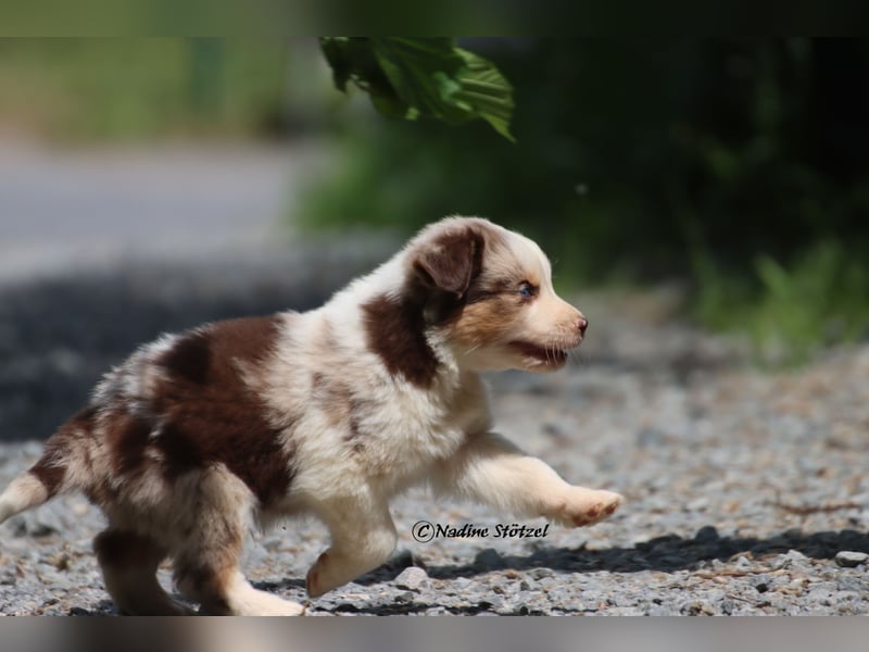 Bildschöner kleiner red merle Australian Shepherd Rüde mit blauen Augen