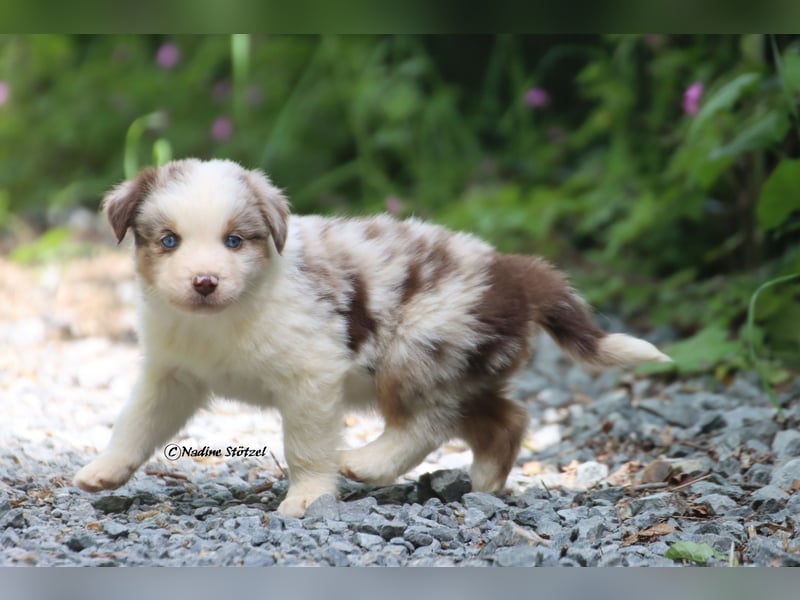 Bildschöner kleiner red merle Australian Shepherd Rüde mit blauen Augen